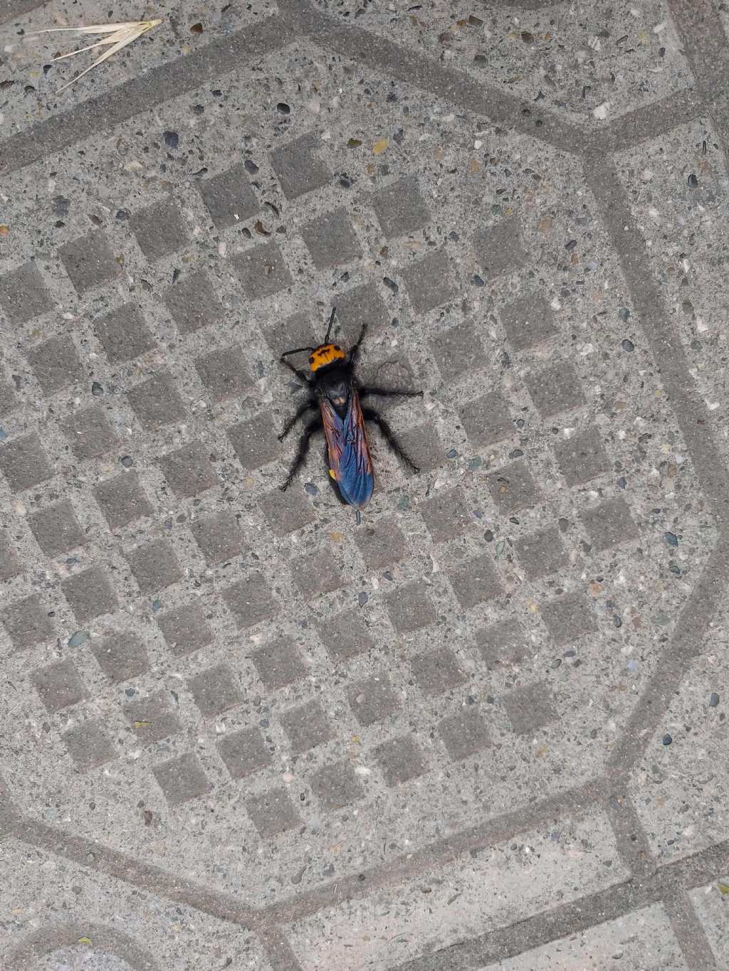 Scoliidae: Megascolia maculata flavifrons, femmina